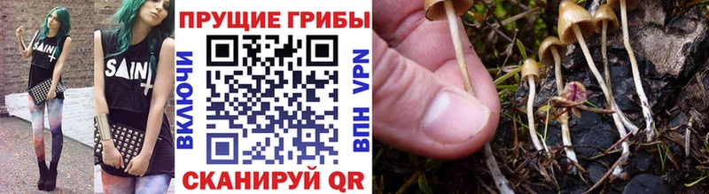 Галлюциногенные грибы Psilocybe  Феодосия 